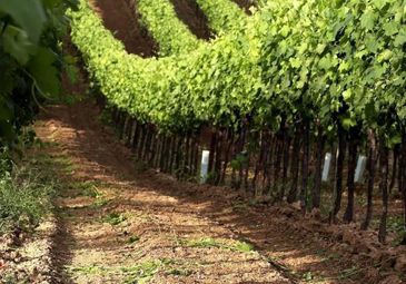 A photo of From Wagram with Love: Bernhard Ott Lands at Armit Wines