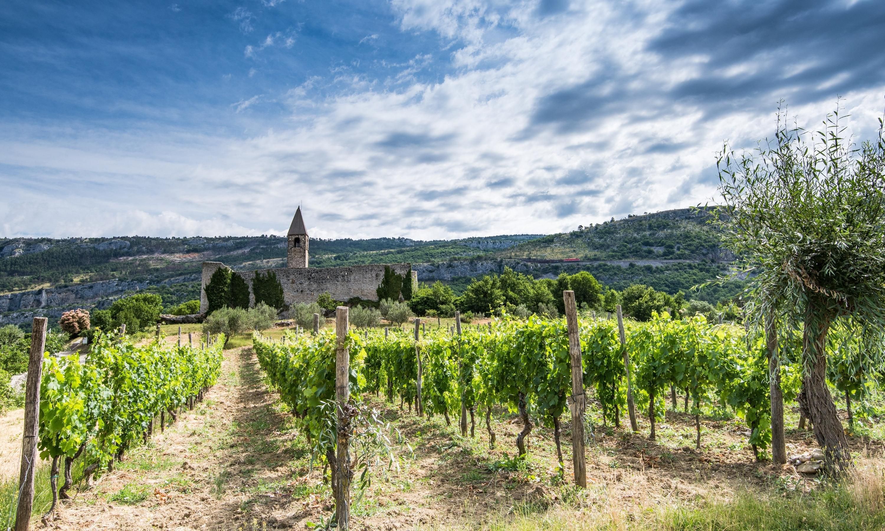 A photo of The Best Wine Tasting Tours in Slovenia.