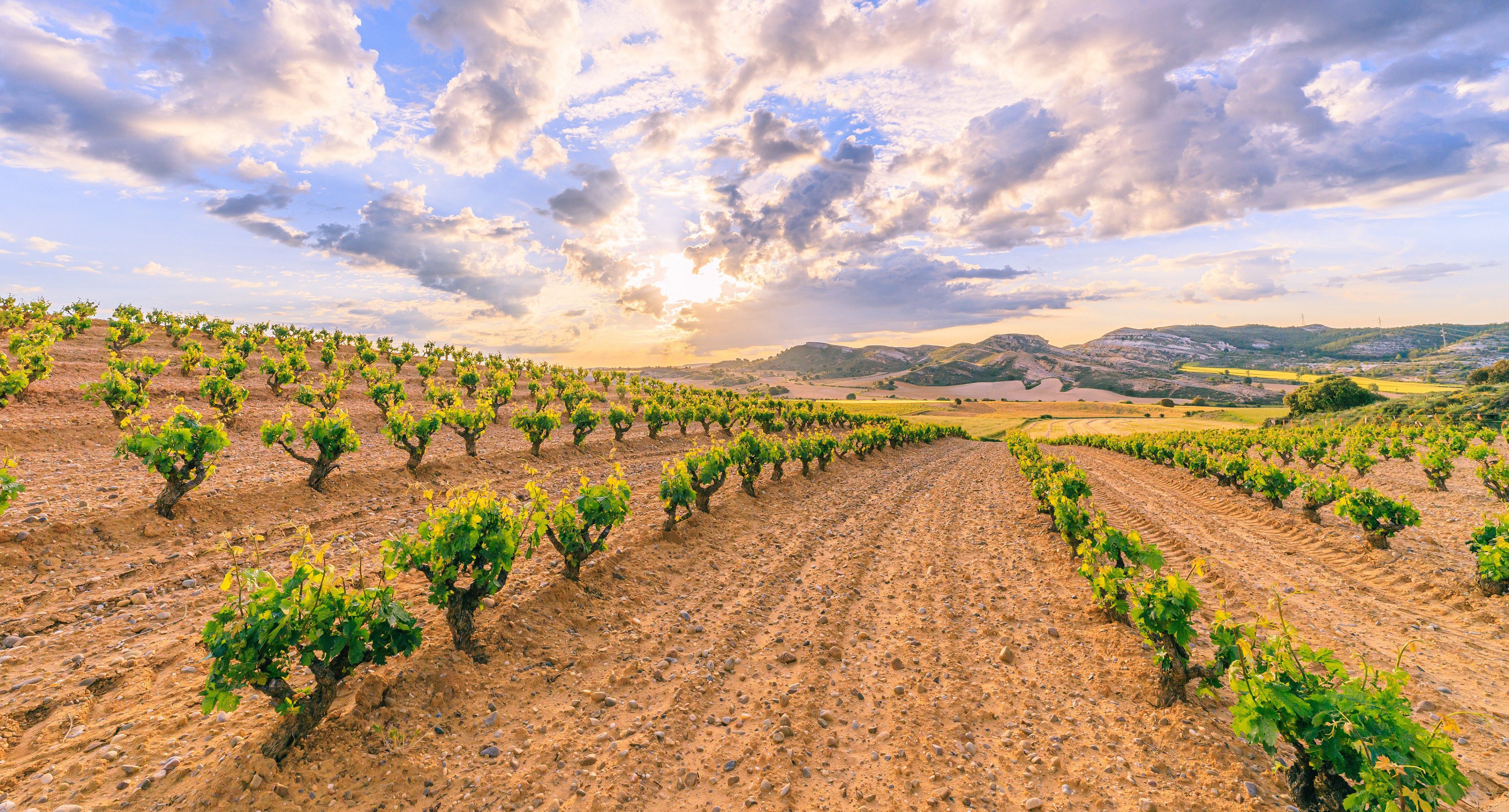 A photo of The Best Wine Tasting Tours in Ribera del Duero