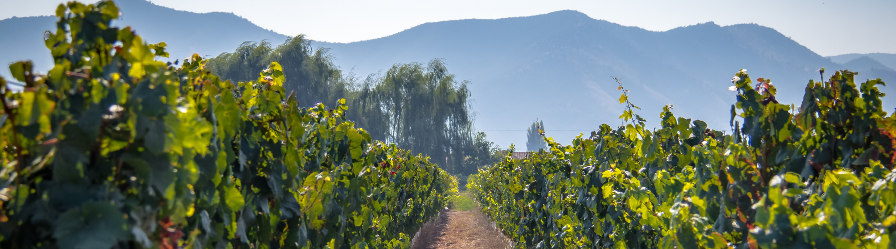 A photo of Top Casablanca Valley, Chile Wine Tasting Tours and Winery Visits 