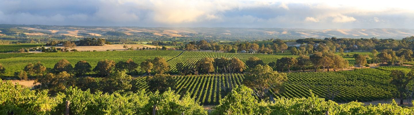 A photo of The Best Wine Tasting Tours in McLaren Vale