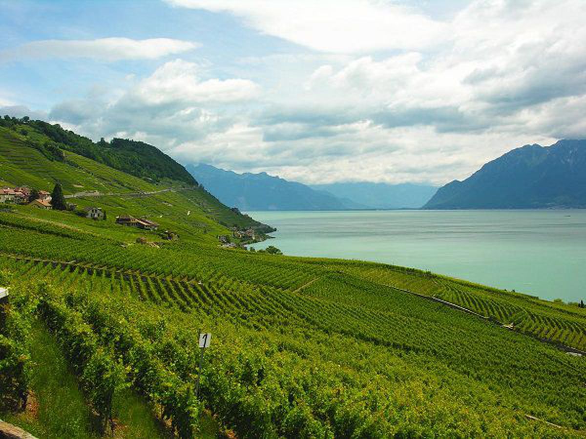 Enjoy an amazing wine adventure in Lavaux, in a beautiful