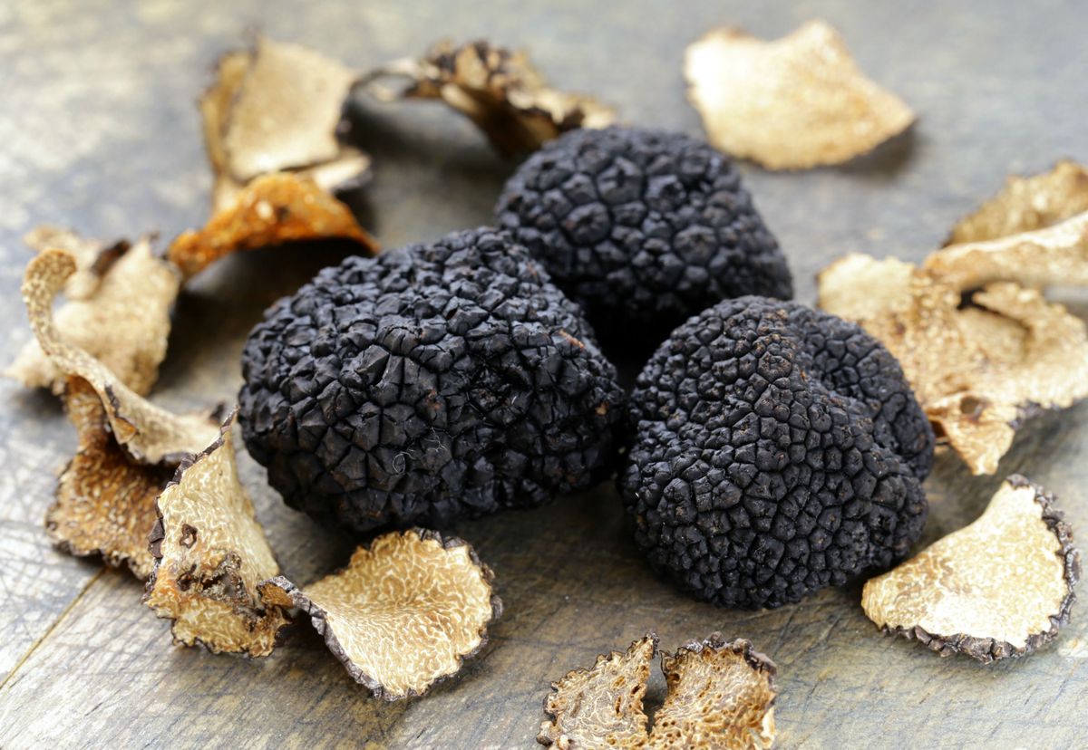 Private Truffle Hunting Experience in Slovenia