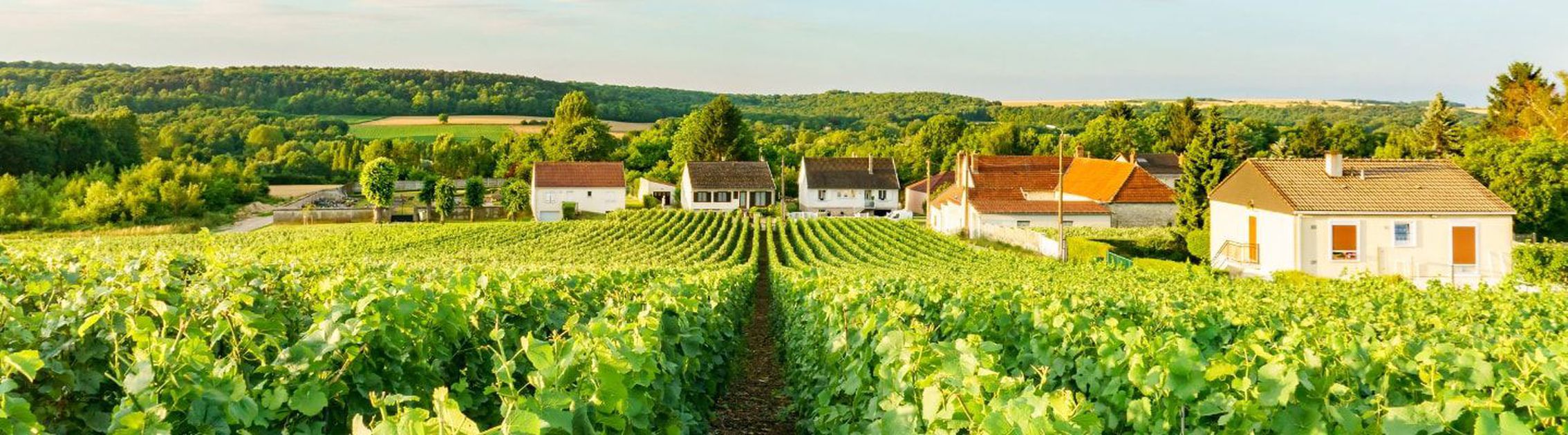 The Best Wine & Champagne Tasting Tours in Champagne