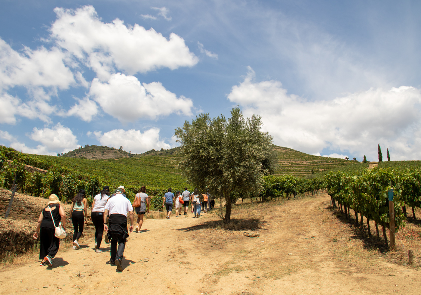 Douro Vineyards visit