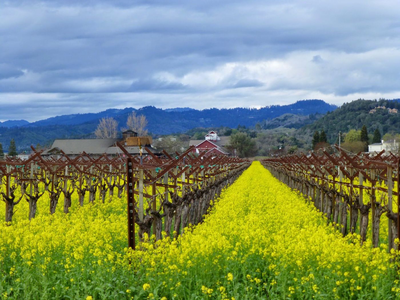 A photo of Private Napa Valley wine tasting tour of Spring Mountain