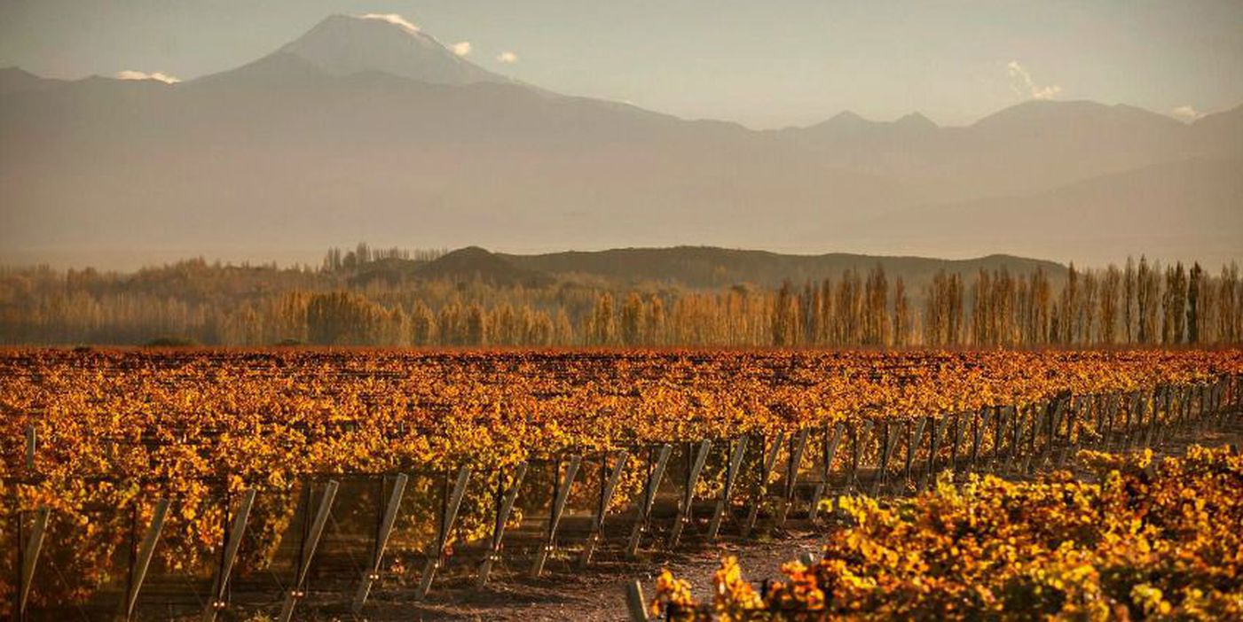 Argentina sunset with mountain range and vineyard