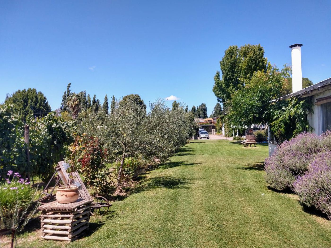 Garden with Olive trees, in Mendoza, Argentina