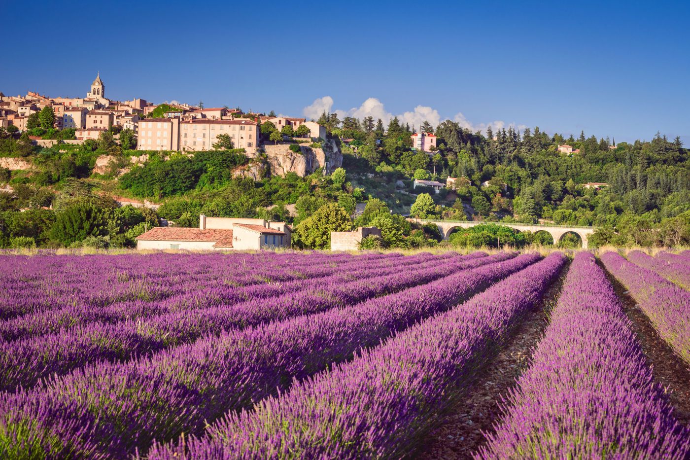 A photo of Half day lavender tour in Sault from Avignon