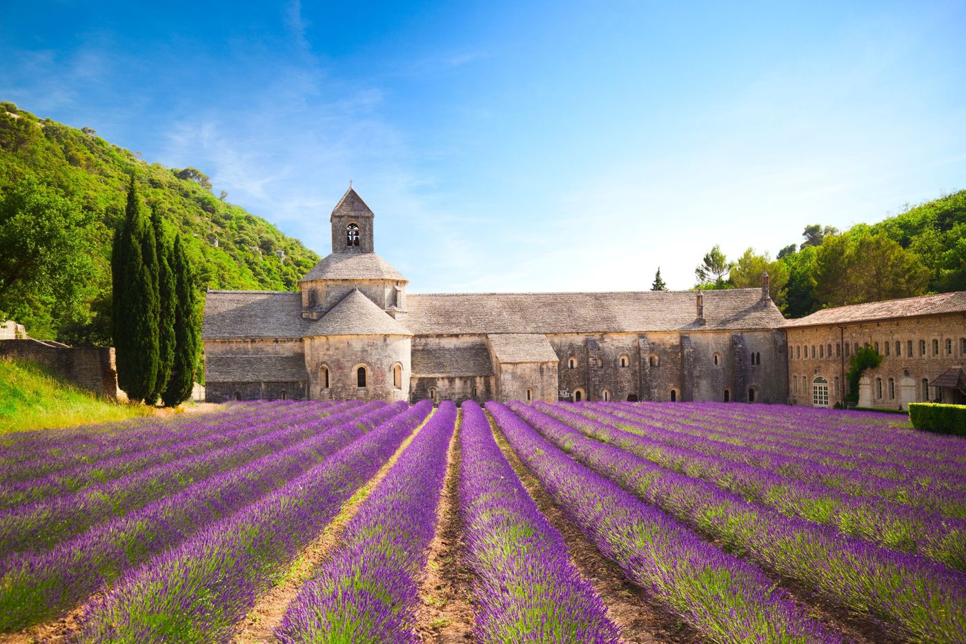 A photo of Full day lavender tour from Avignon