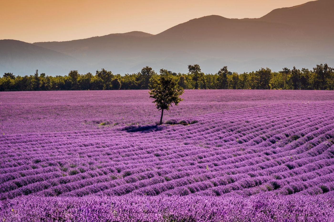 A photo of Half day lavender tour in Valensole from Aix-en-Provence