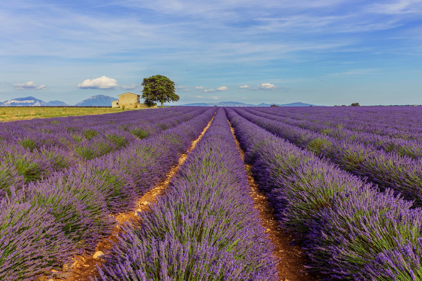 A photo of Full day lavender tour in Valensole from Aix-en-Provence