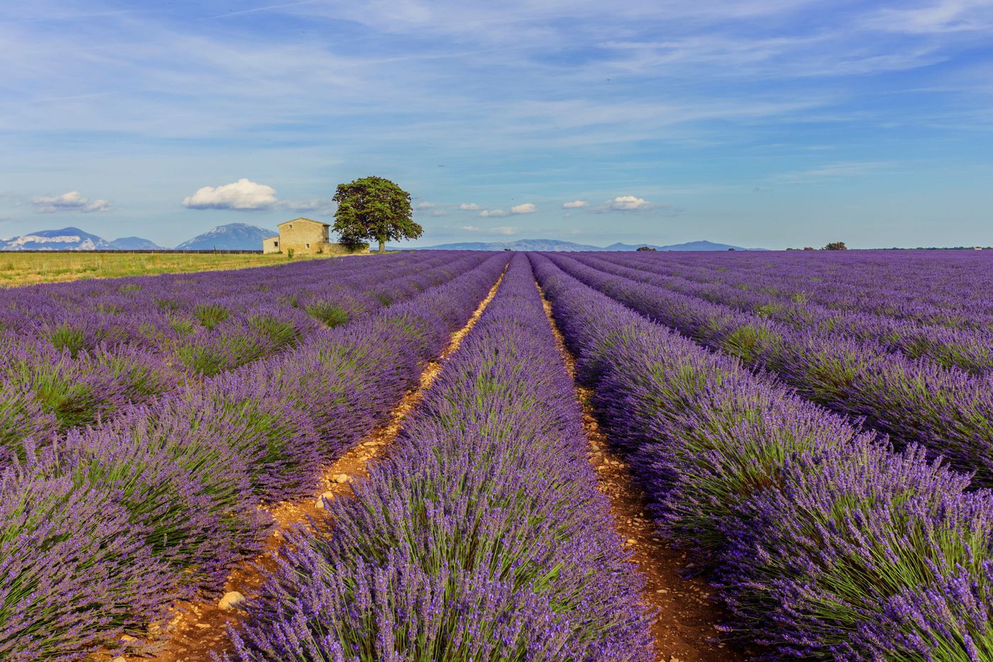 tour de france lavender fields