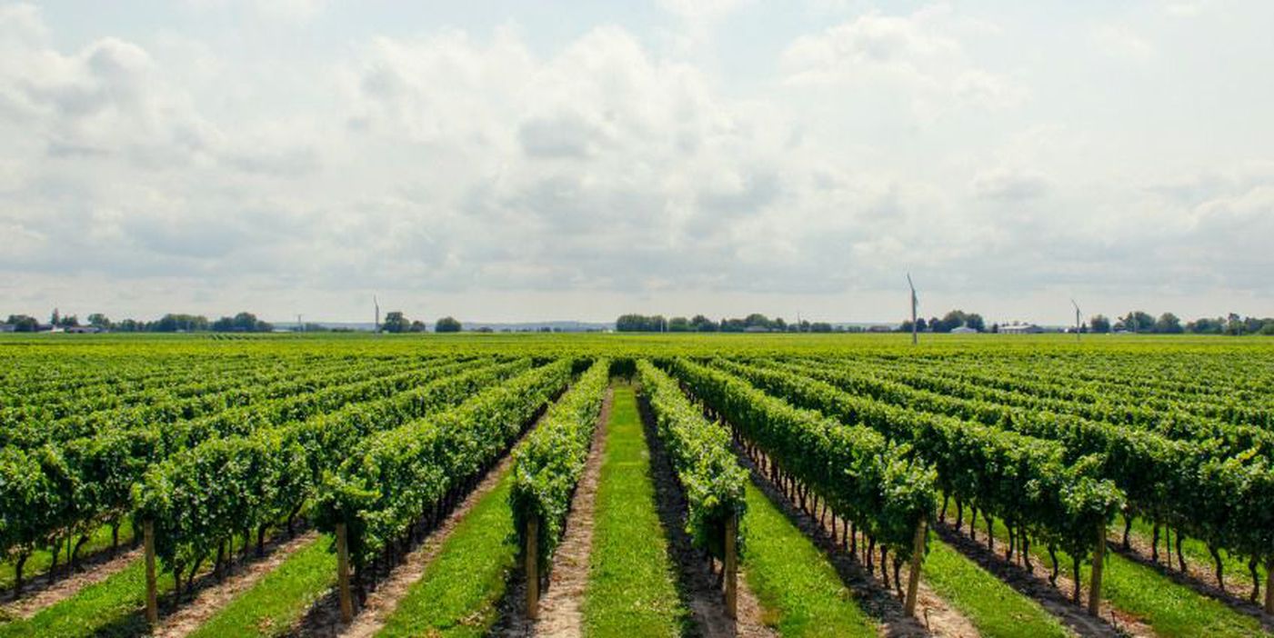 Champagne tour leaving from Reims vineyard