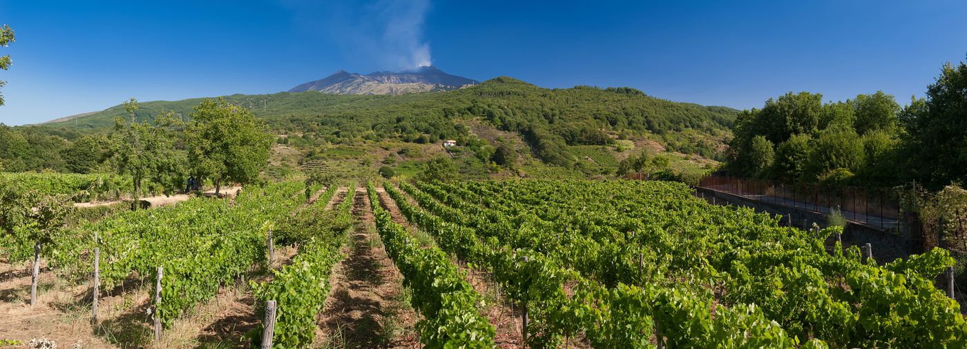 A photo of Etna wine experience