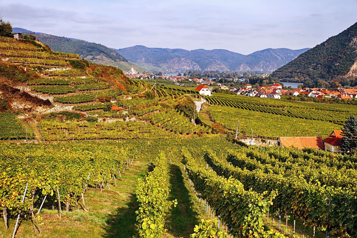 wachau valley wine tasting tour