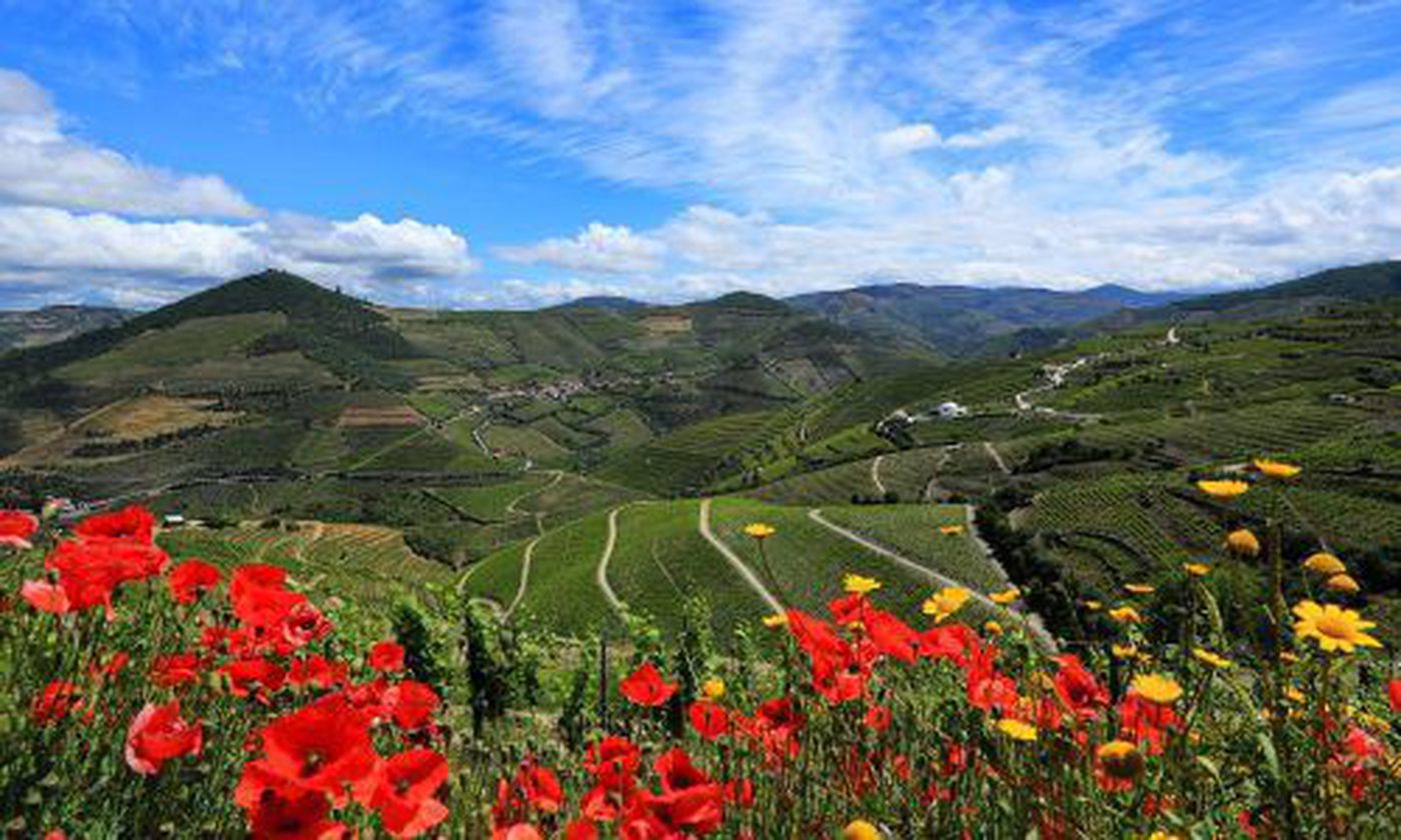 A photo of Douro Valley Full-Day Wine Tour and Tasting with Boat Cruise
