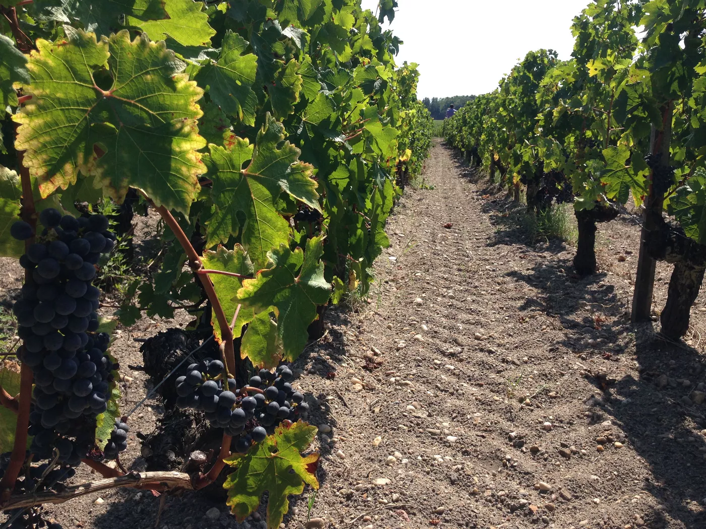 Organic winery Bordeaux