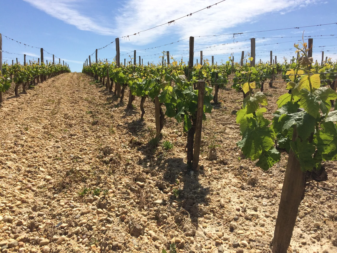 Organic wines Bordeaux