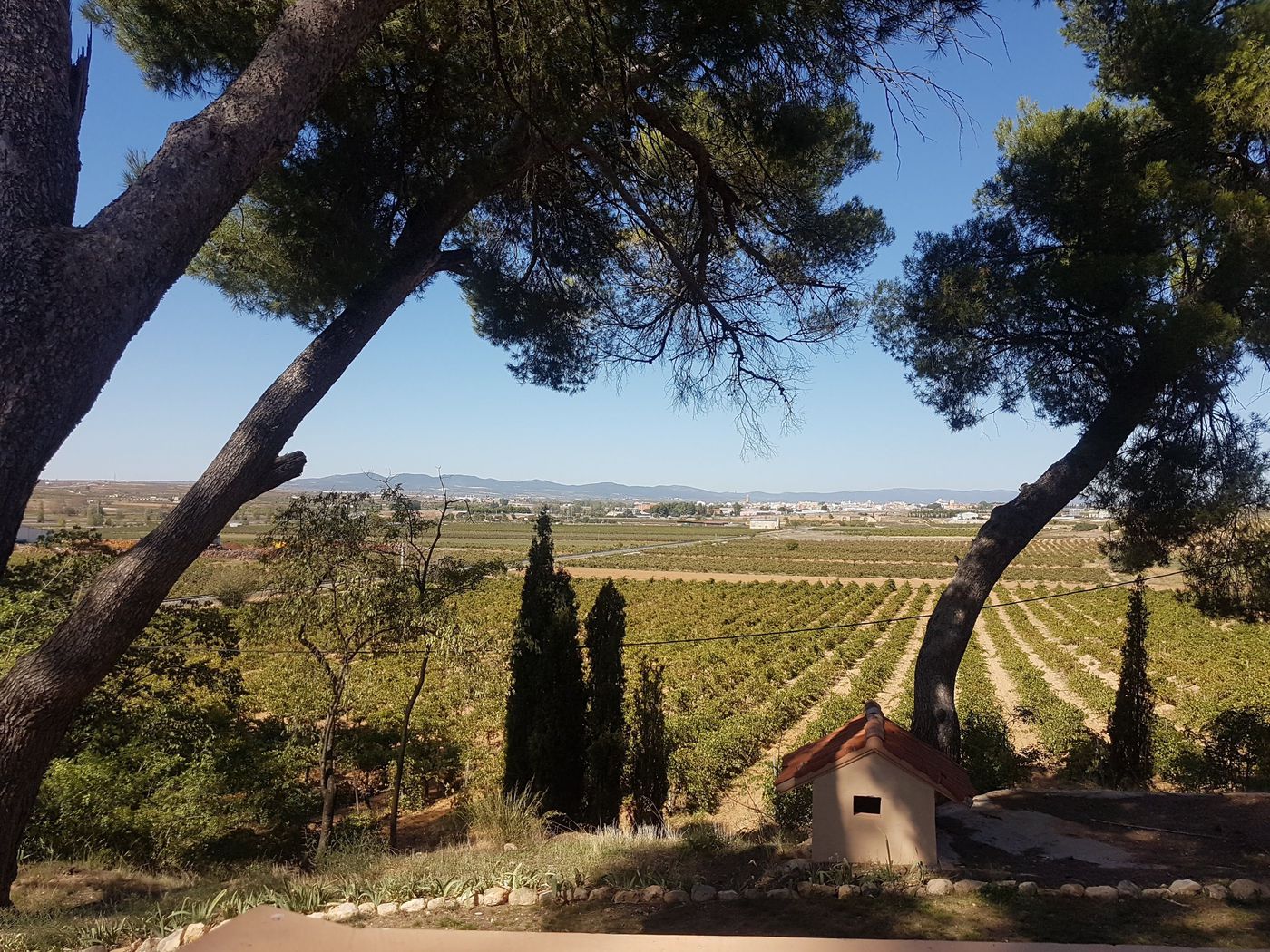 Vineyards Requena