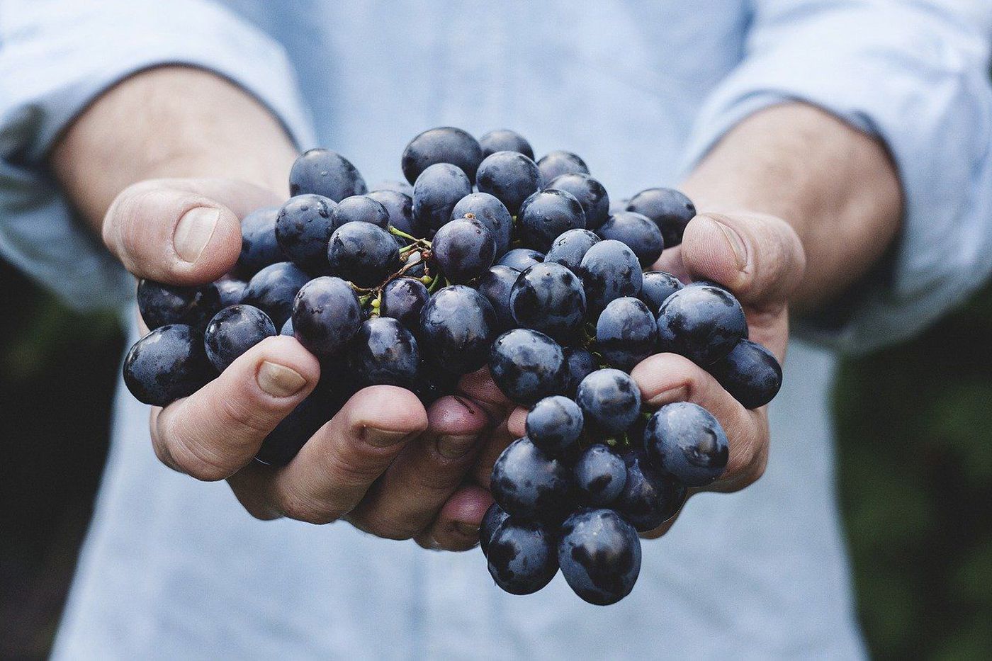 Douro Valley Grape Harvest