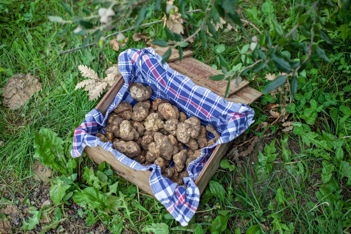 A photo of Tuscany Truffle Hunt: A Culinary Adventure