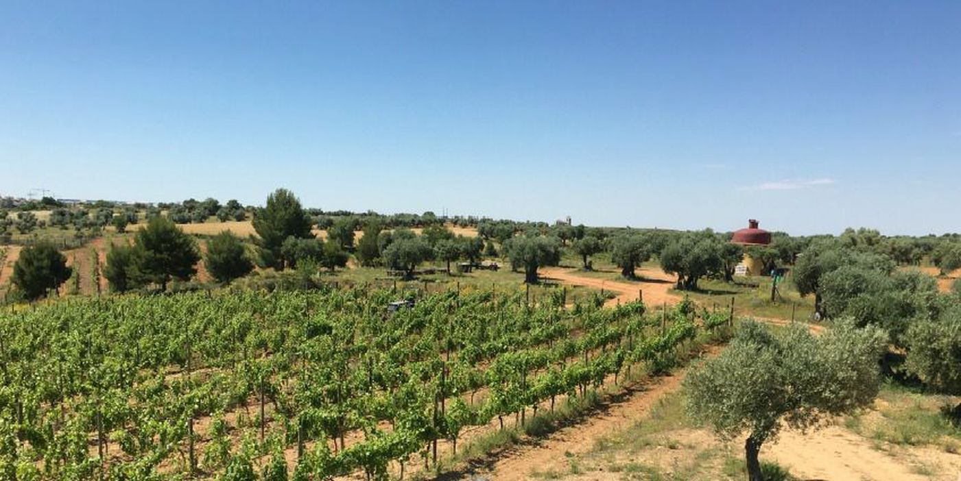 madrid vineyard colorful wines 