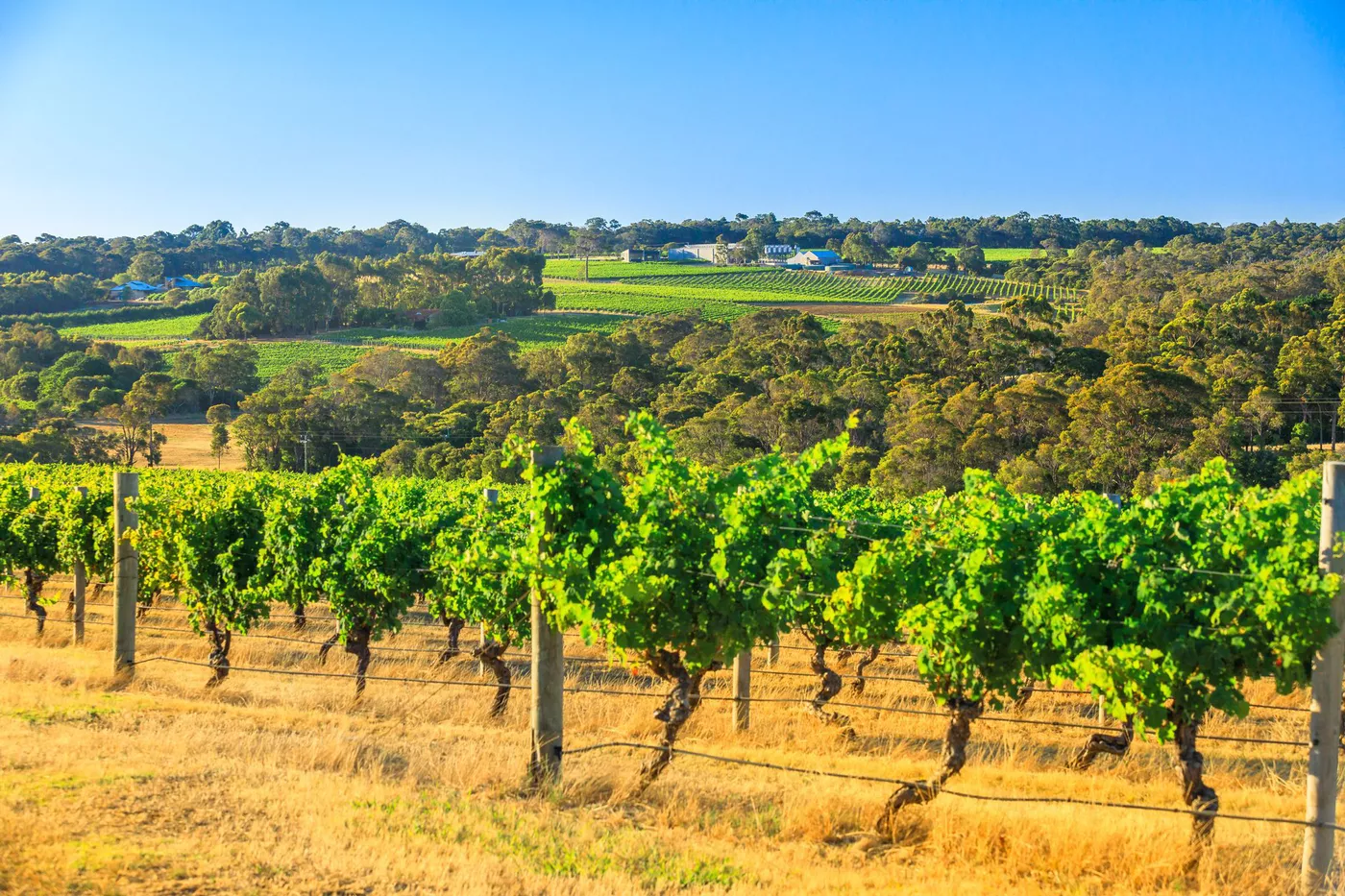 margaret river food and wine tour