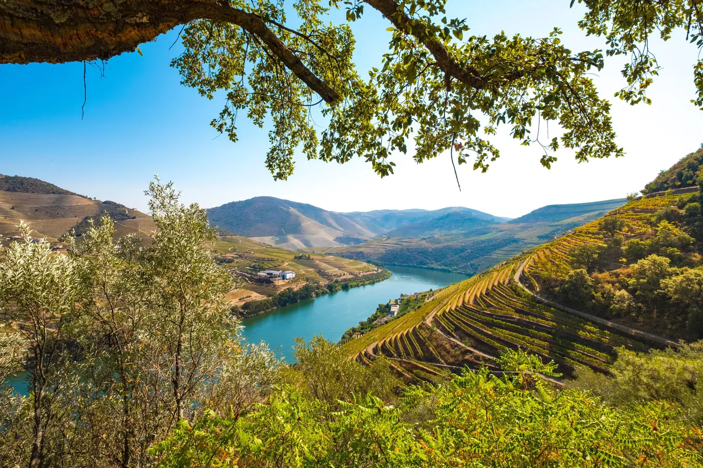 Douro Valley Wine Tasting Tour