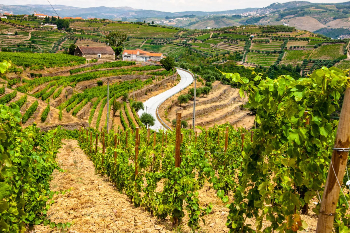 Douro Valley Full-Day Wine Tour