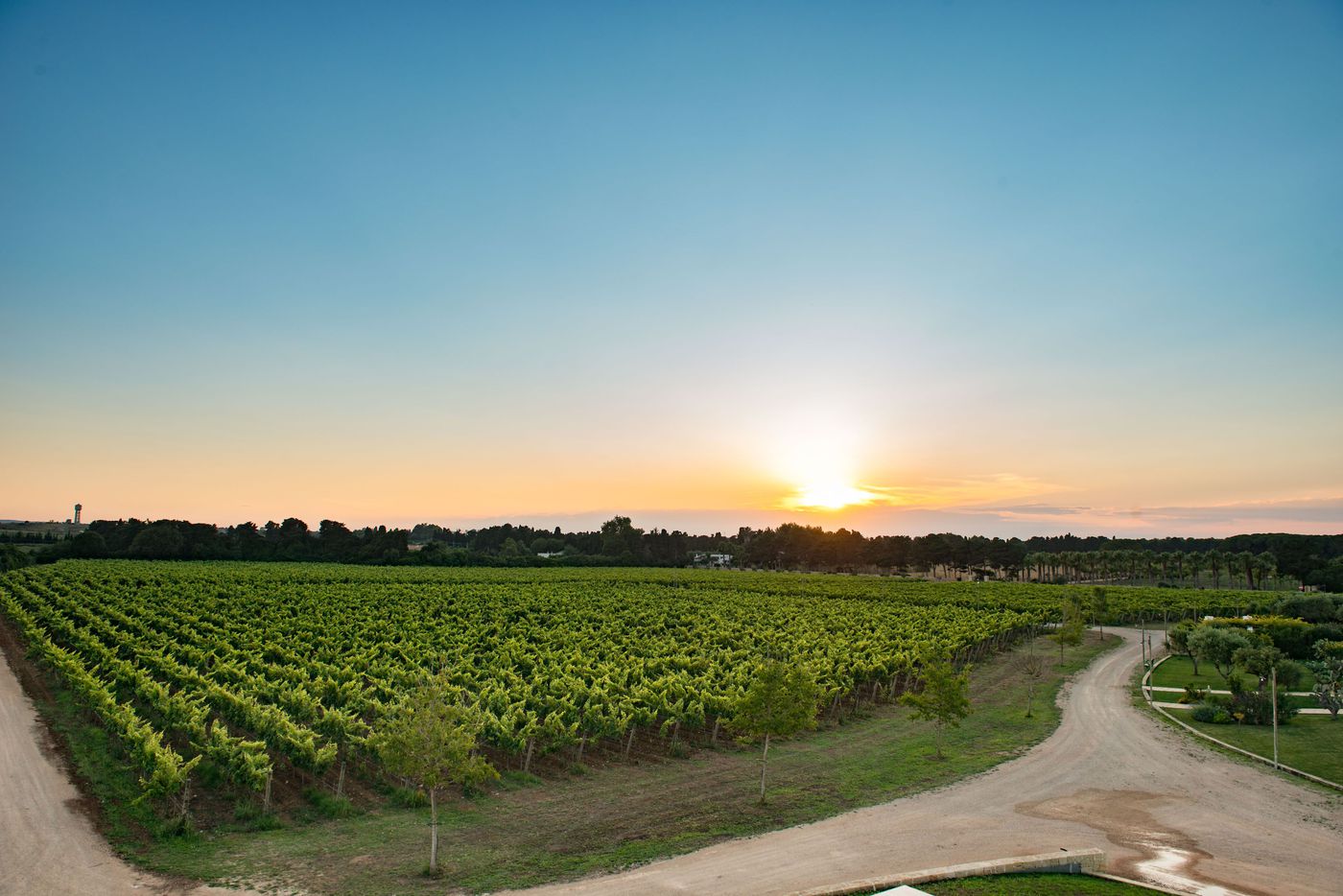 The organic vineyard