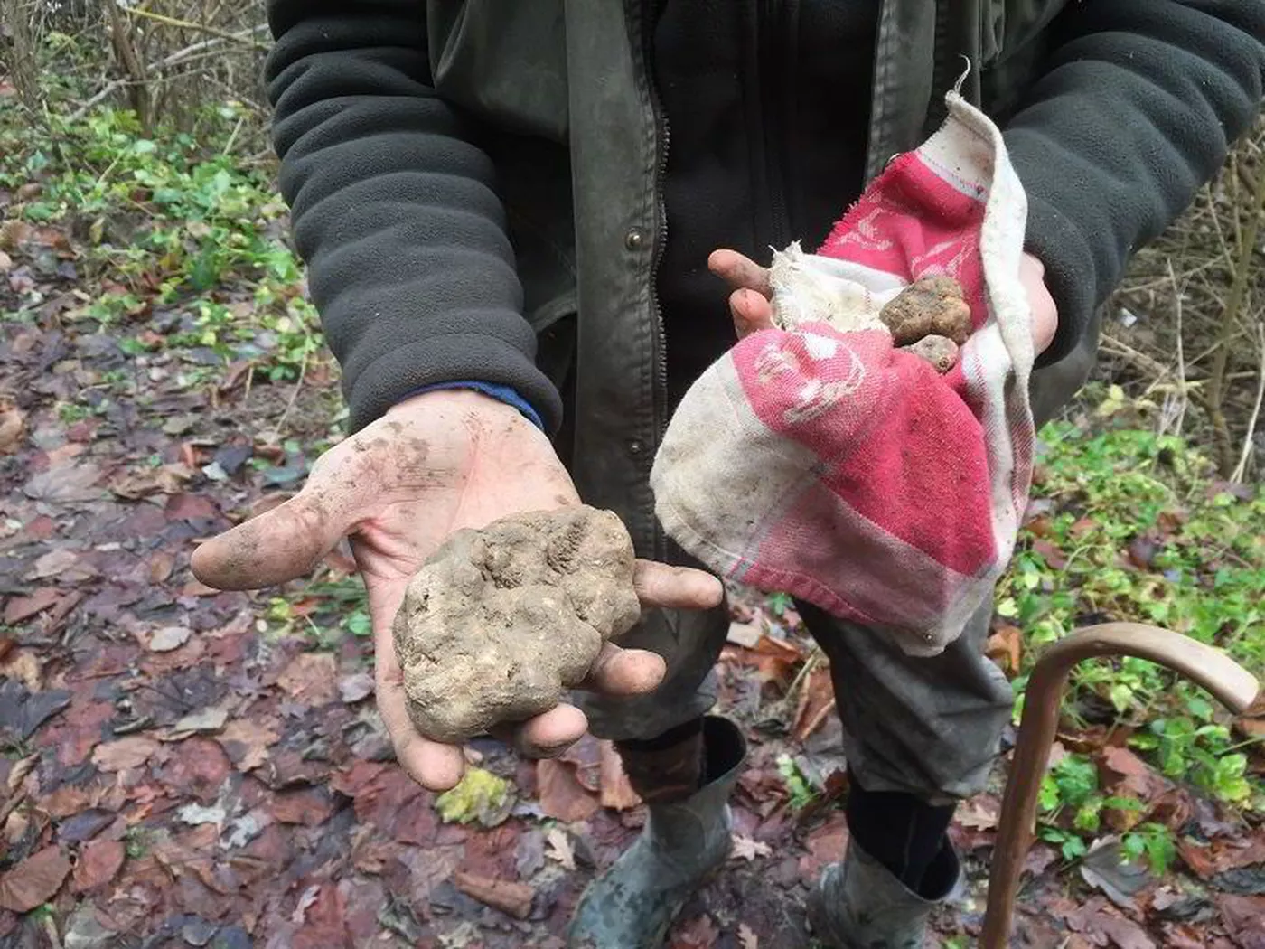 Truffle hunting and Barolo wine tasting