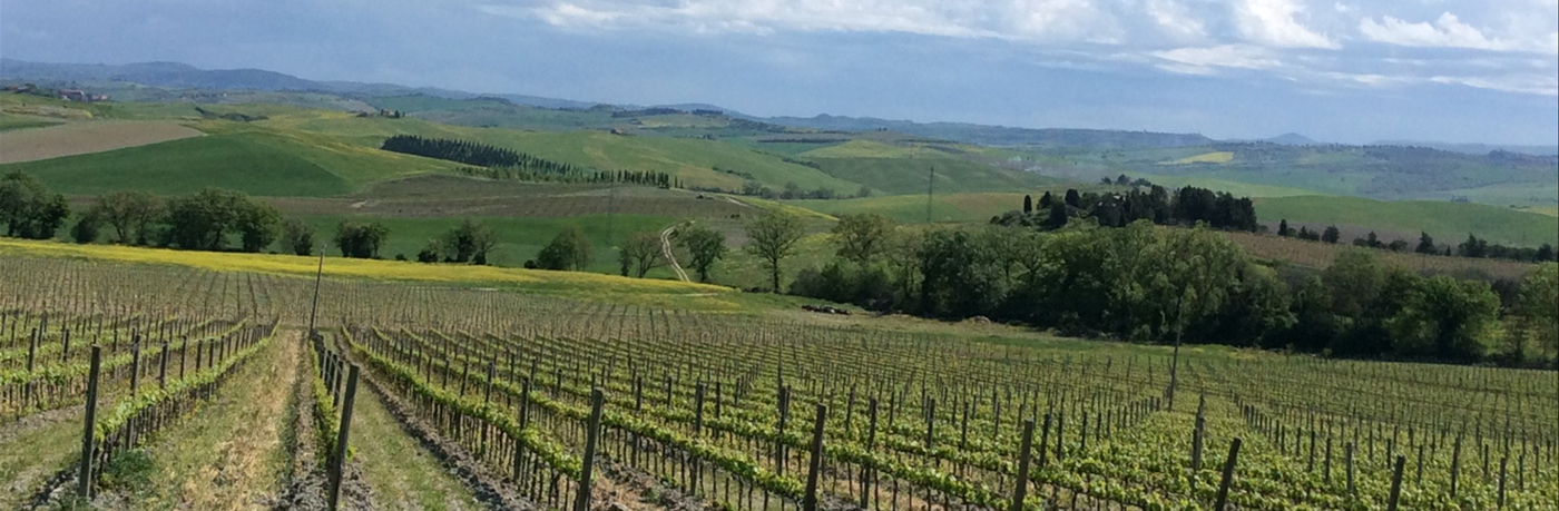 HIKING IN MONTALCINO