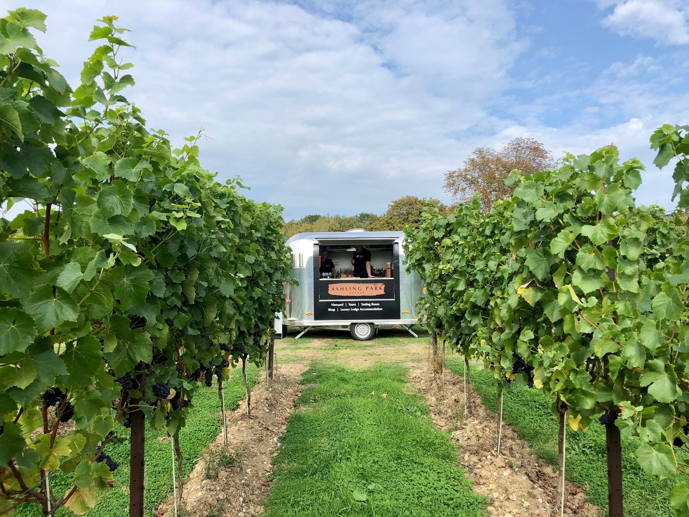 A photo of Vineyard Tour and Tasting