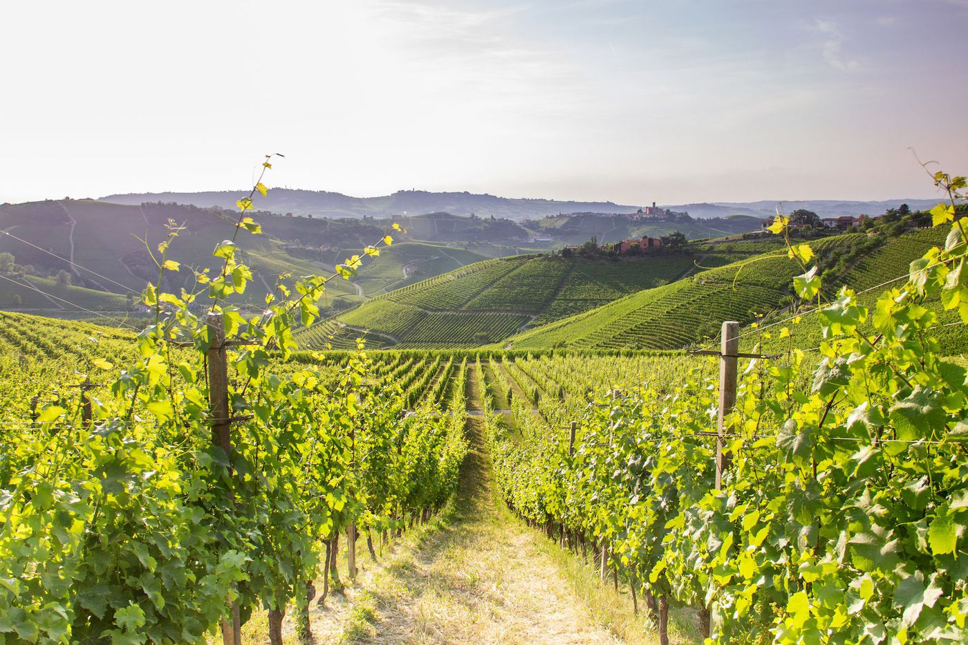 A photo of Wine Tasting and Visit of the Winery “From terroir to bottle”