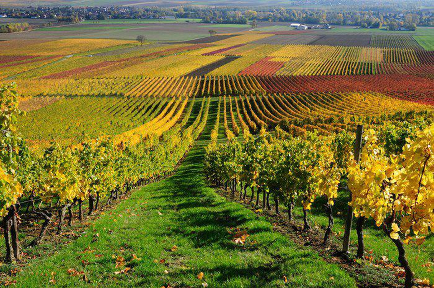 El Penedes vineyards