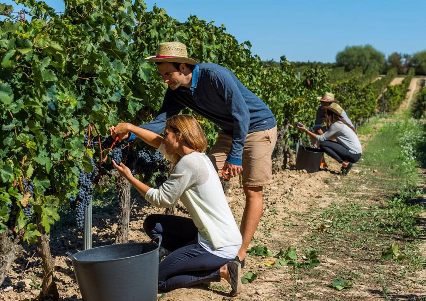 Cava vineyards and tasting