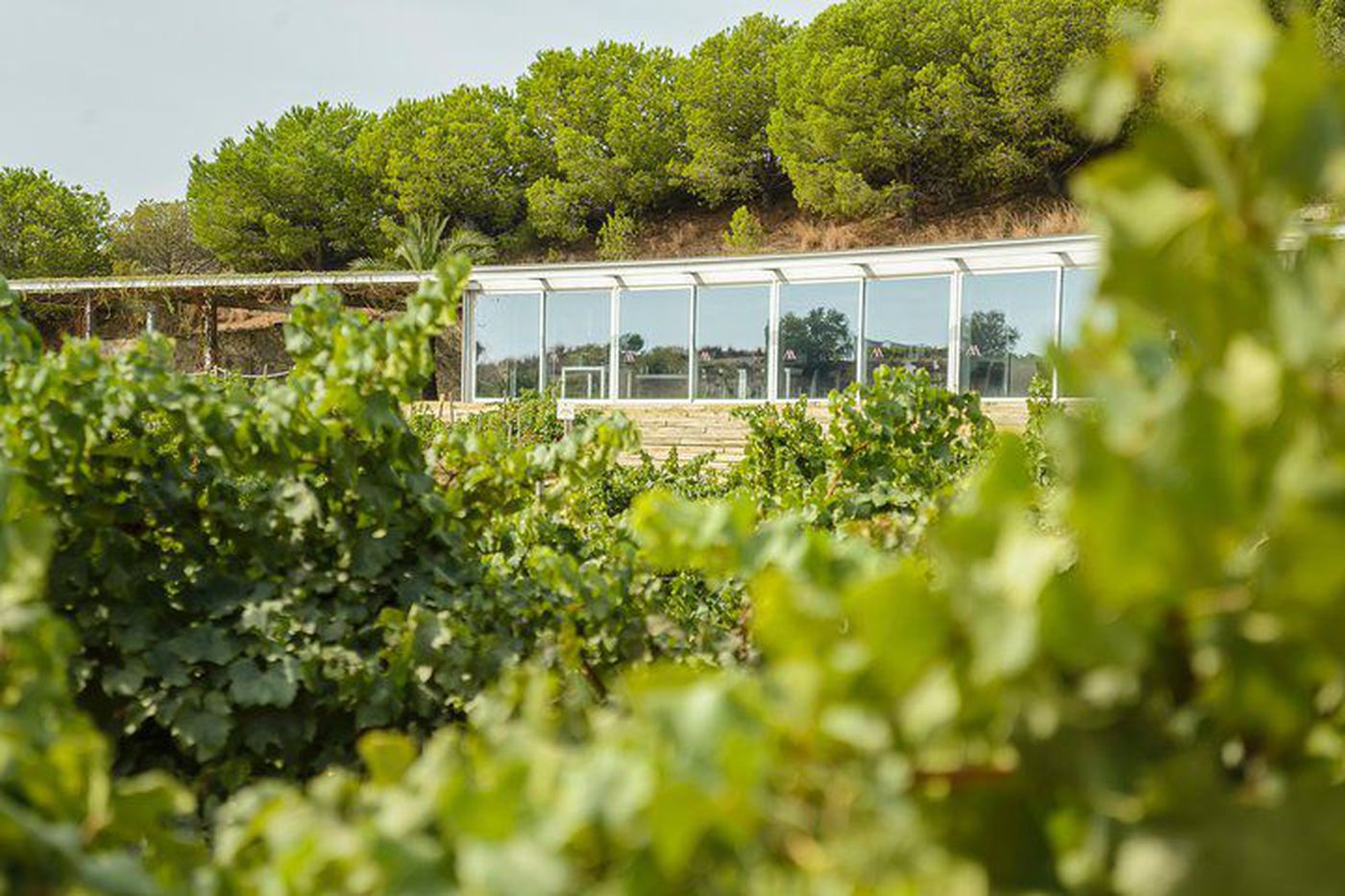 Barcelona vineyards