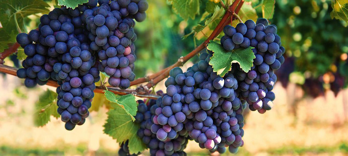 Greek grapes