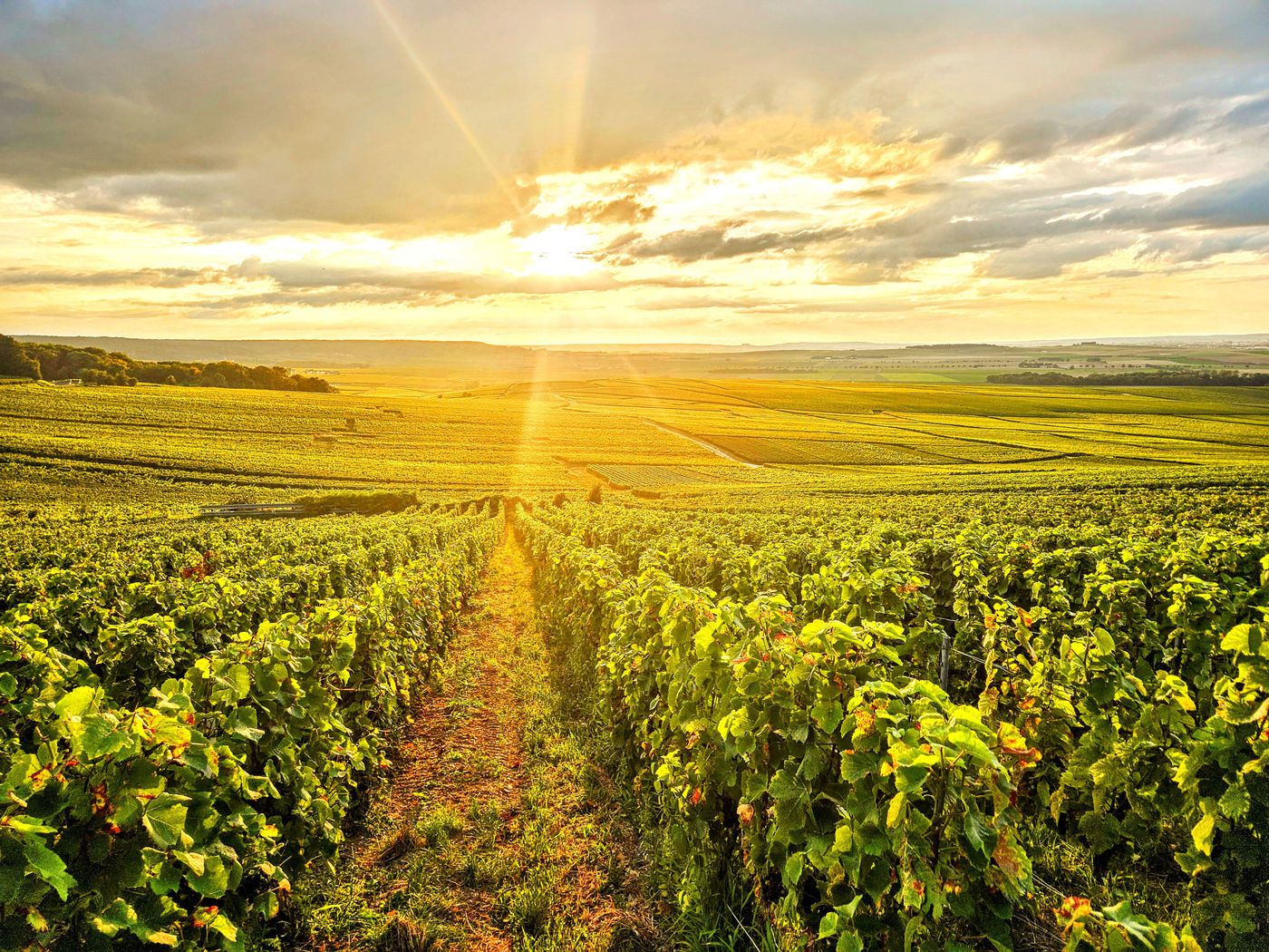 Sunny vineyard in Champagne