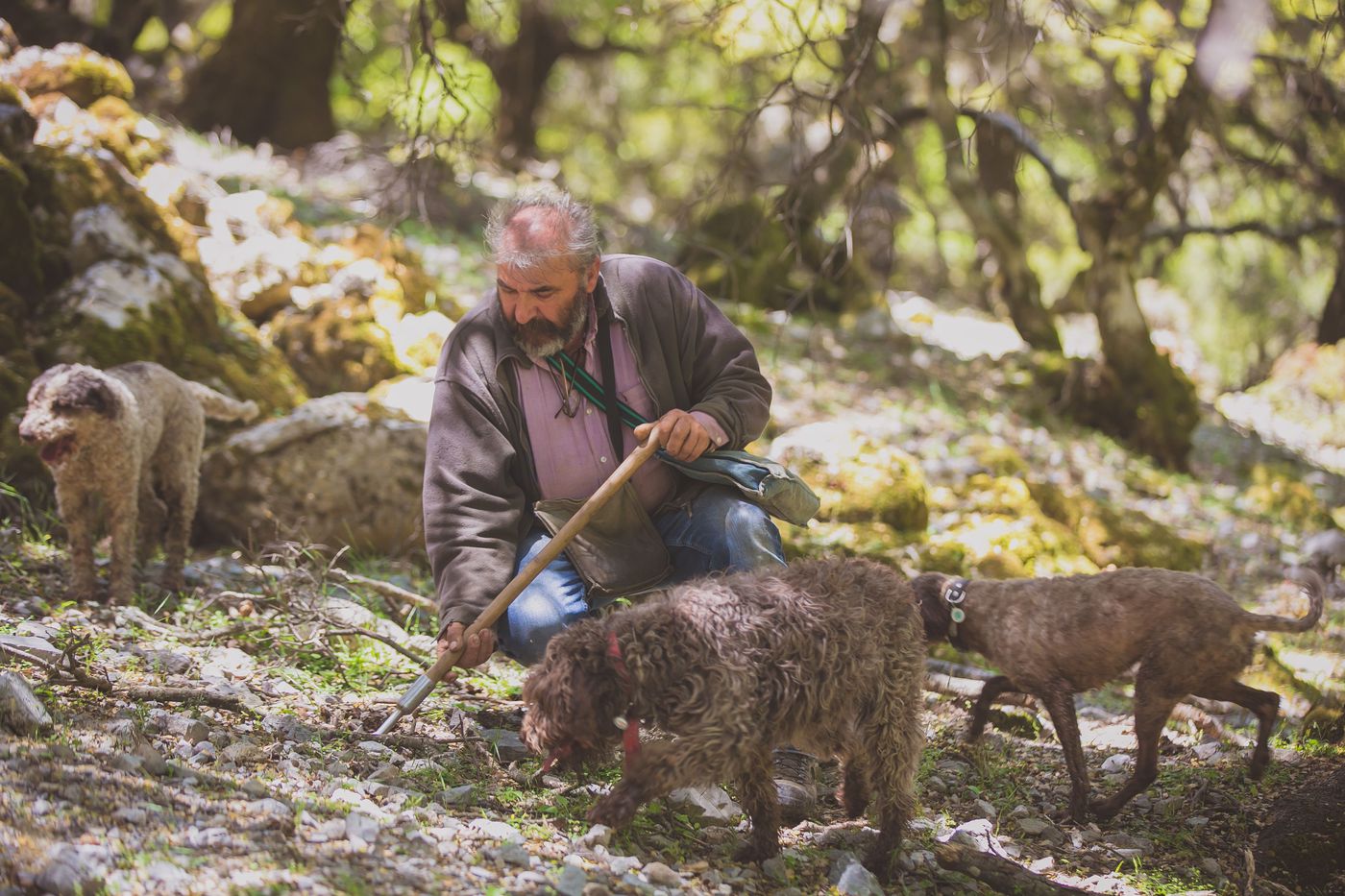 A photo of Truffle Hunting and Beekeeping Experience