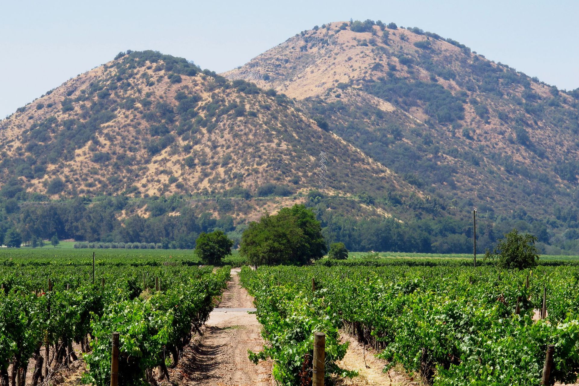 Aa vineyards top