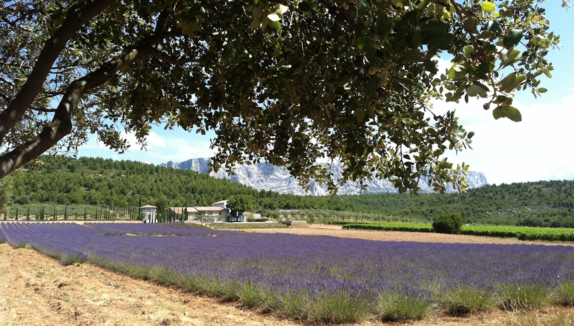 Lavender in Luberon Regional Park with a local expert!