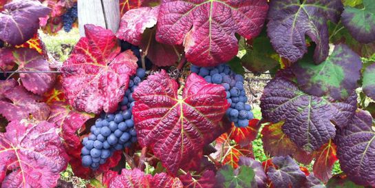 Thumbnail of Full-Day Douro Valley Private Premium Wine Tour