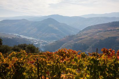 Thumbnail of Douro Valley Quintas: The Historical & Modern