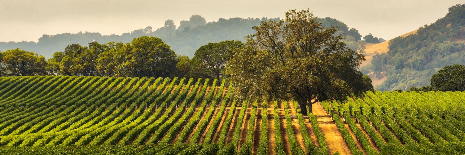 The Best Wine Tasting Tours in Sonoma