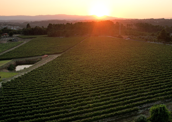 A photo of Vineyard Tour and Tasting