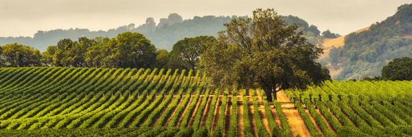 A photo of Sonoma Valley Wine Tour with Visits to 3 Wineries