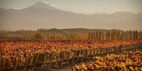 A photo of Full-Day Private Gourmet Tour and Olive Oil Tasting from Mendoza