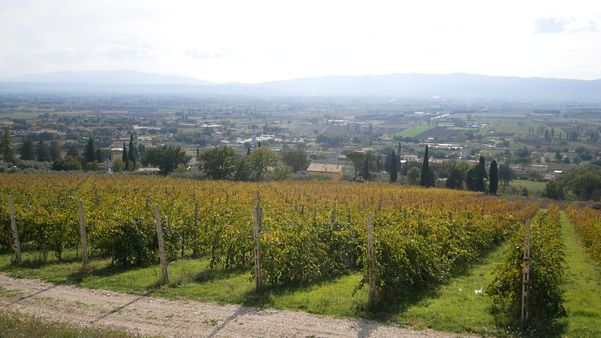 A photo of BIO Wine Tasting  with Panoramic Views in Umbria